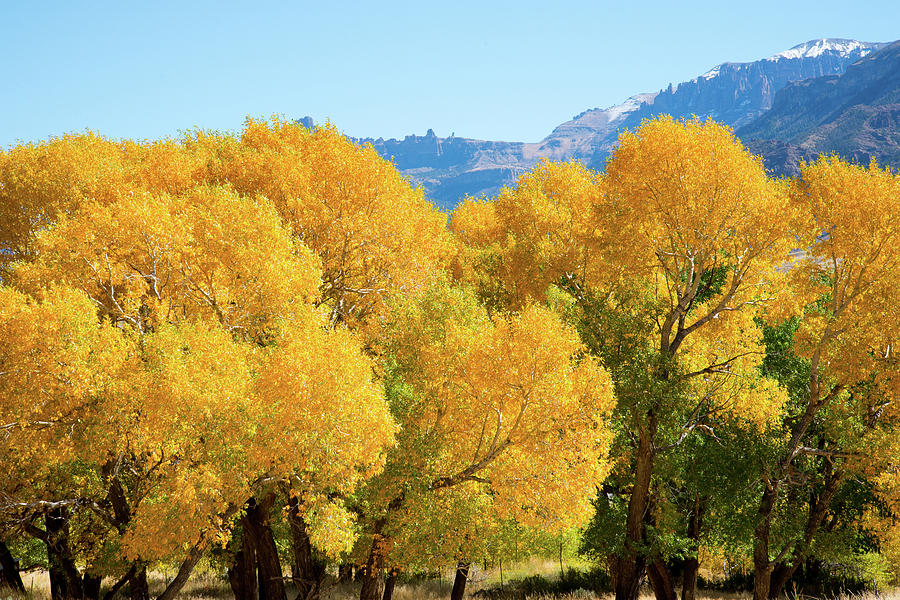 Cottonwoods in All Their Glory Photograph by Frank Madia