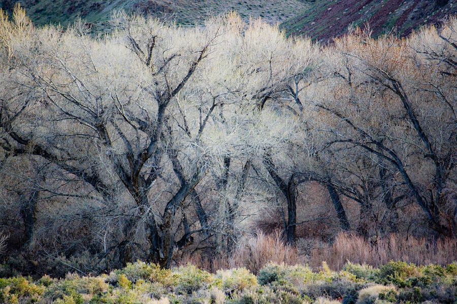 Cottonwoods Photograph by Neil Pankler