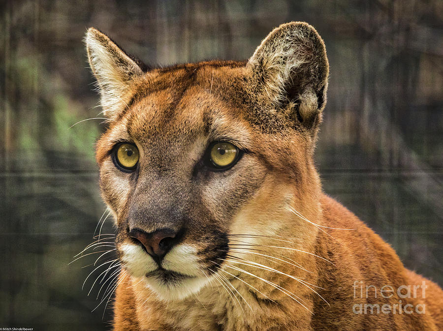 Cougar 2 Photograph by Mitch Shindelbower