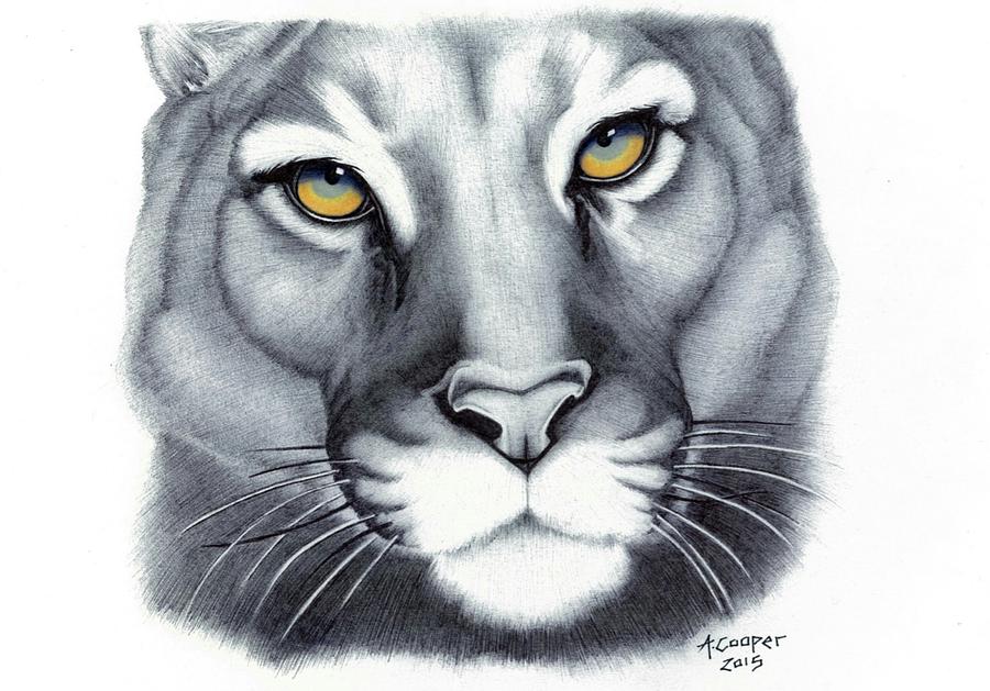 Cougar Drawing by Ashley Cooper Fine Art America