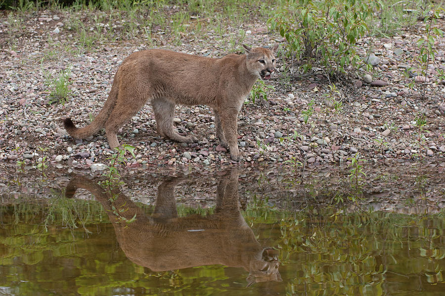 Cougar by lake with reflection Photograph by Jack Nevitt