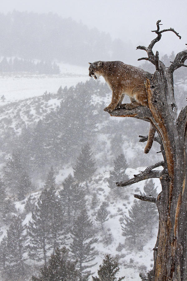 Cougar Photograph - Cougar calling in tree by Jenny Hibbert