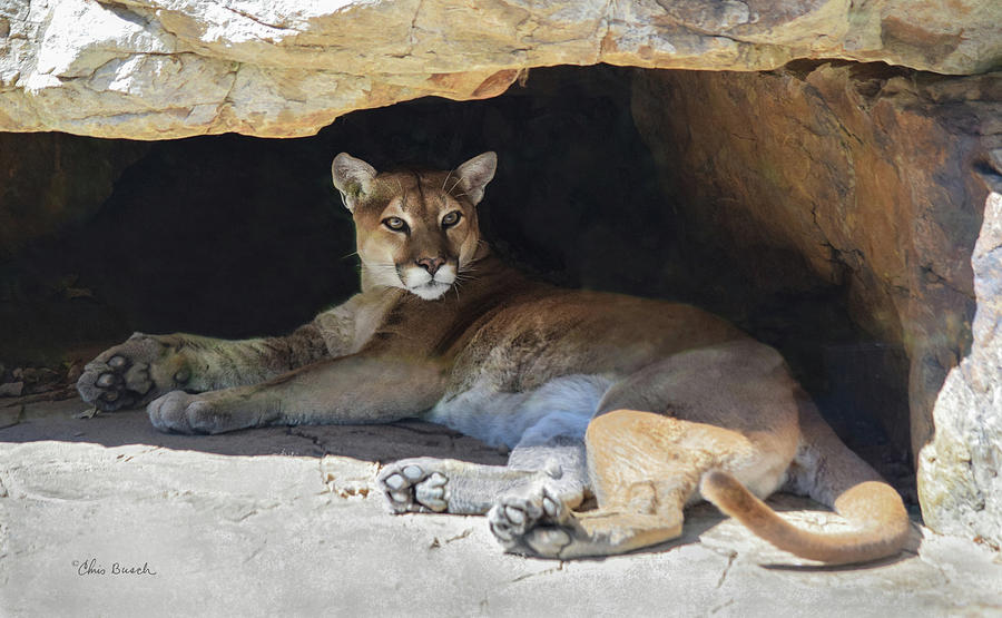 Cougar Cave Photograph by Chris Busch