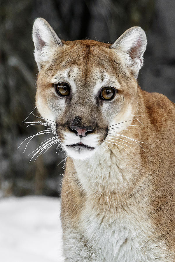 Cougar Closeup Photograph by Wes and Dotty Weber - Fine Art America