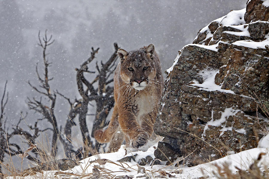 Cougar coming aroung rock Photograph by Jenny Hibbert - Fine Art America