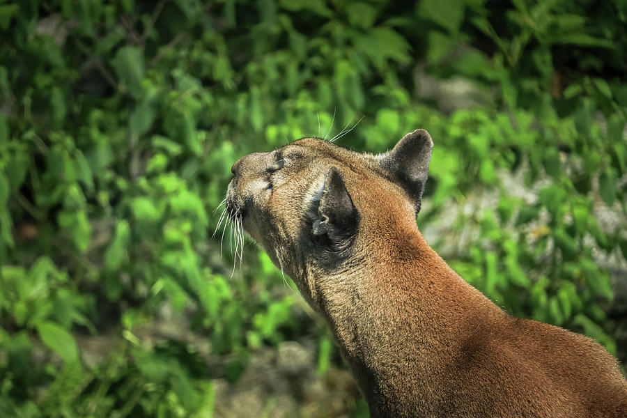 Cougar Photograph by Dana Foreman