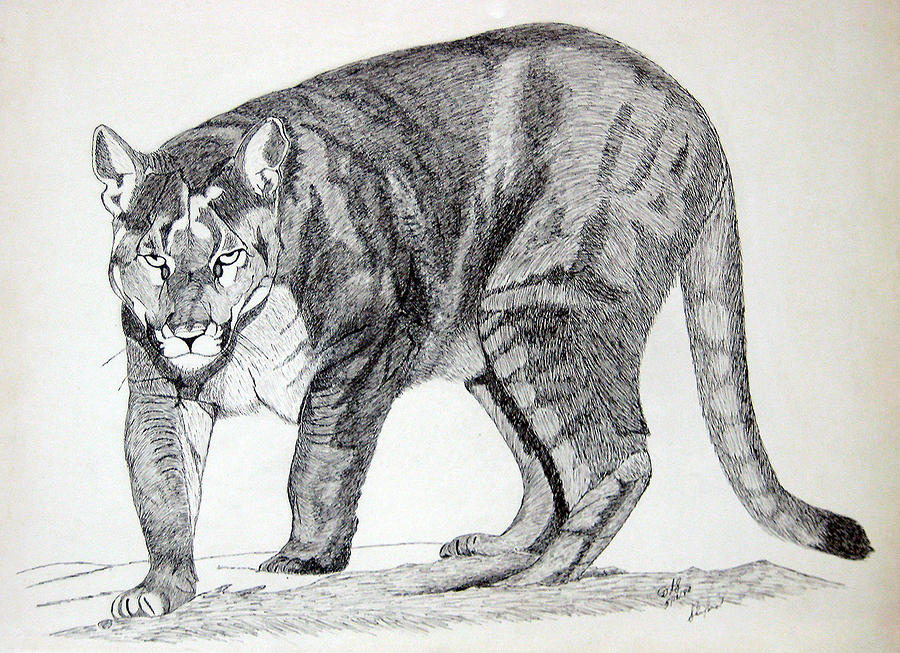 Wildlife Drawing - Cougar by Daniel Shuford