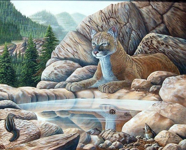 Cougar Painting By Don Erwin