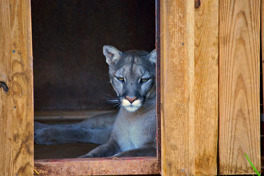 Cougar Photograph by Donna Shahan
