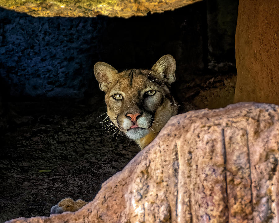 Cougar H1801 Photograph