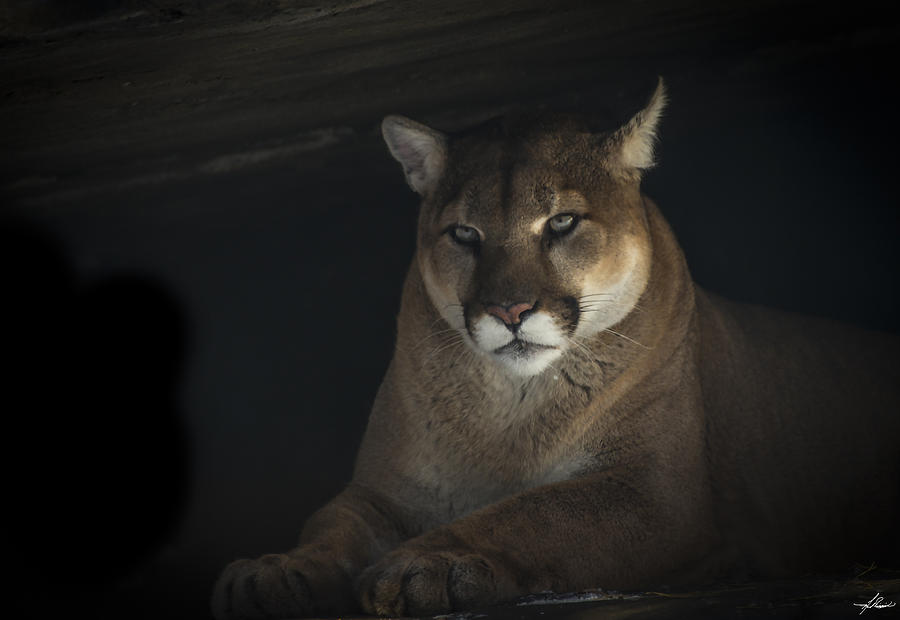 Cat Photograph - Cougar in a Cave by Phil And Karen Rispin