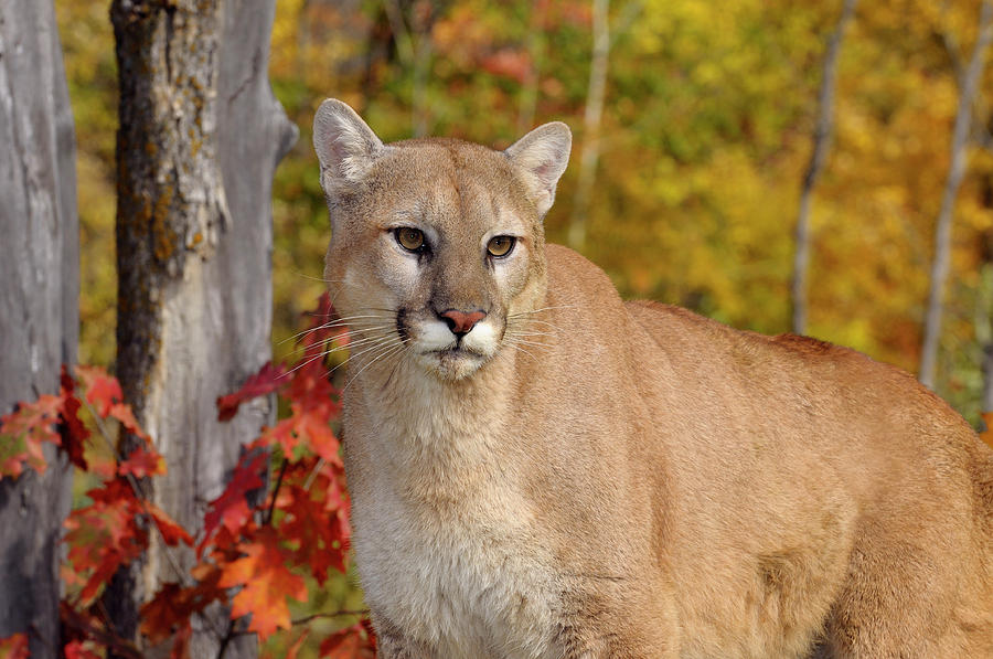 Cougar In A Forest With Colorful Fall Foliage On Trees Photograph By