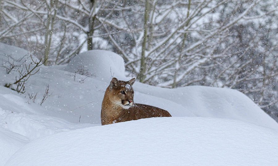 Cougar in Snow Storm Photograph by Steve McKinzie