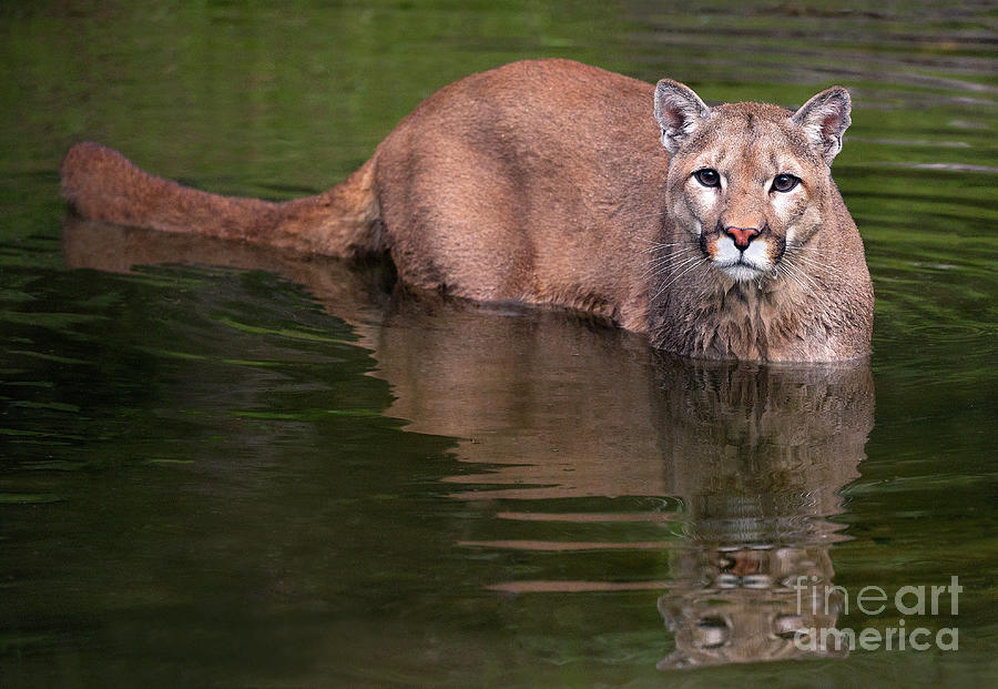 Cougar in the Water Photograph by Art Cole