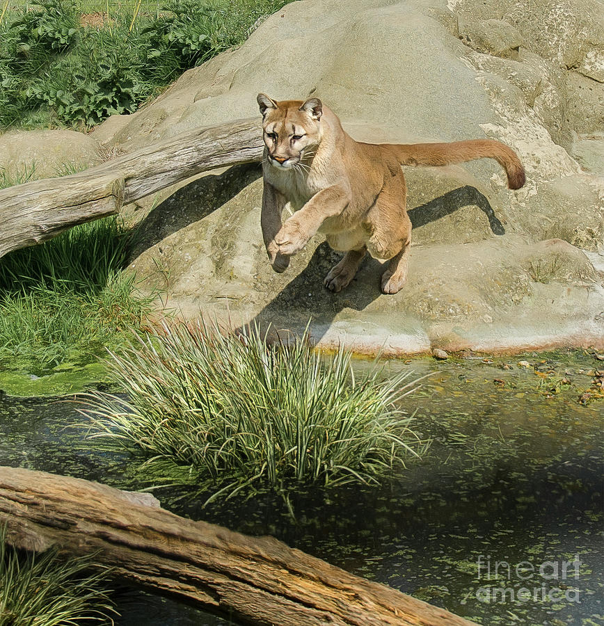 Cougar Jumping Across A Stream Photograph