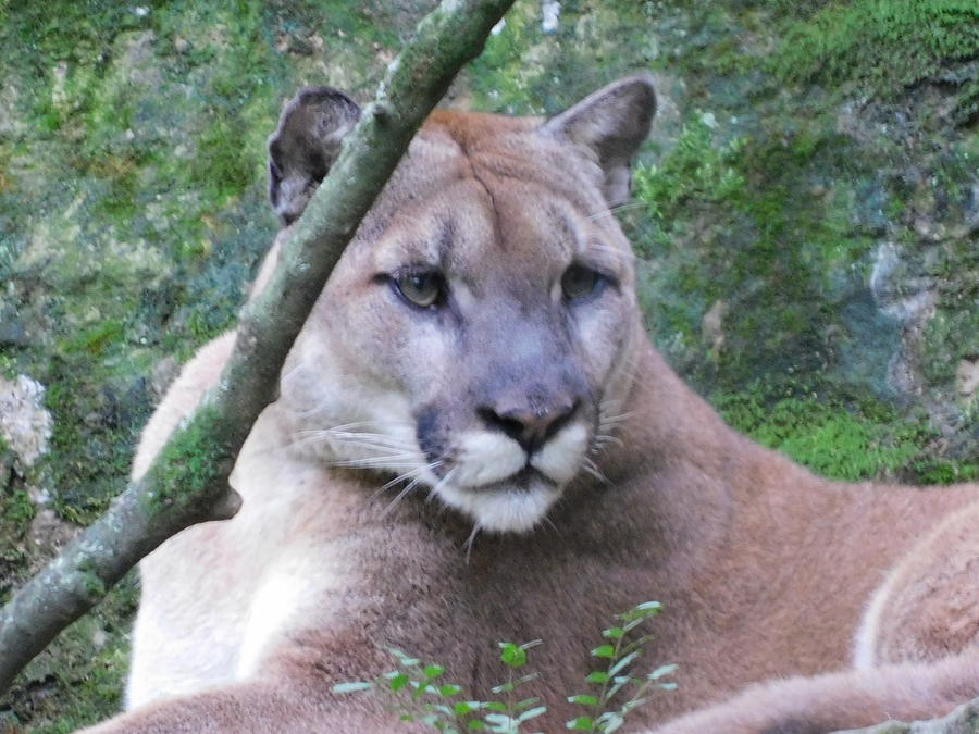 Cougar Photograph by Karen Dixon - Fine Art America