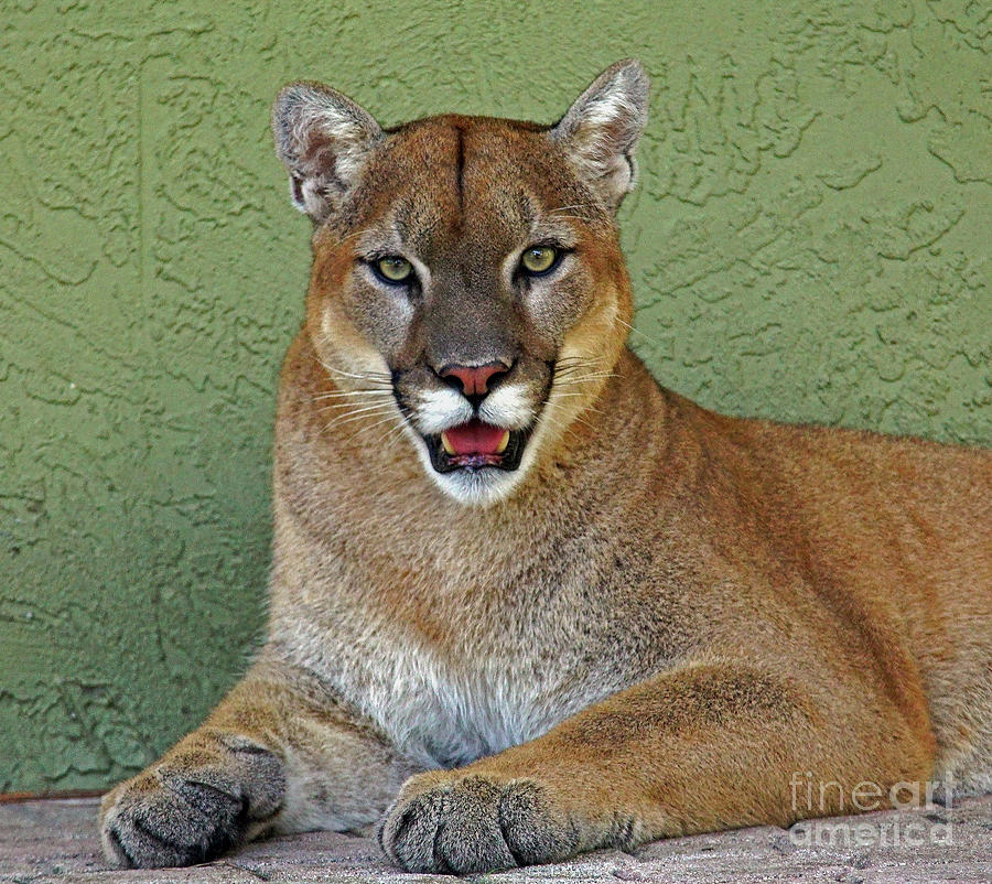 Cougar Photograph by Larry Nieland
