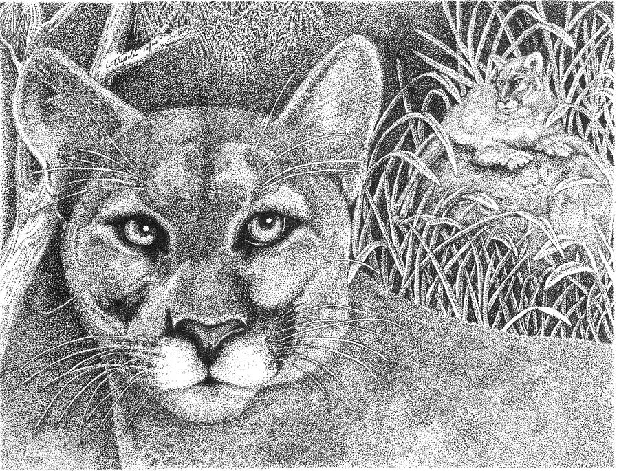 Wildlife Drawing - Cougar by Lawrence Tripoli