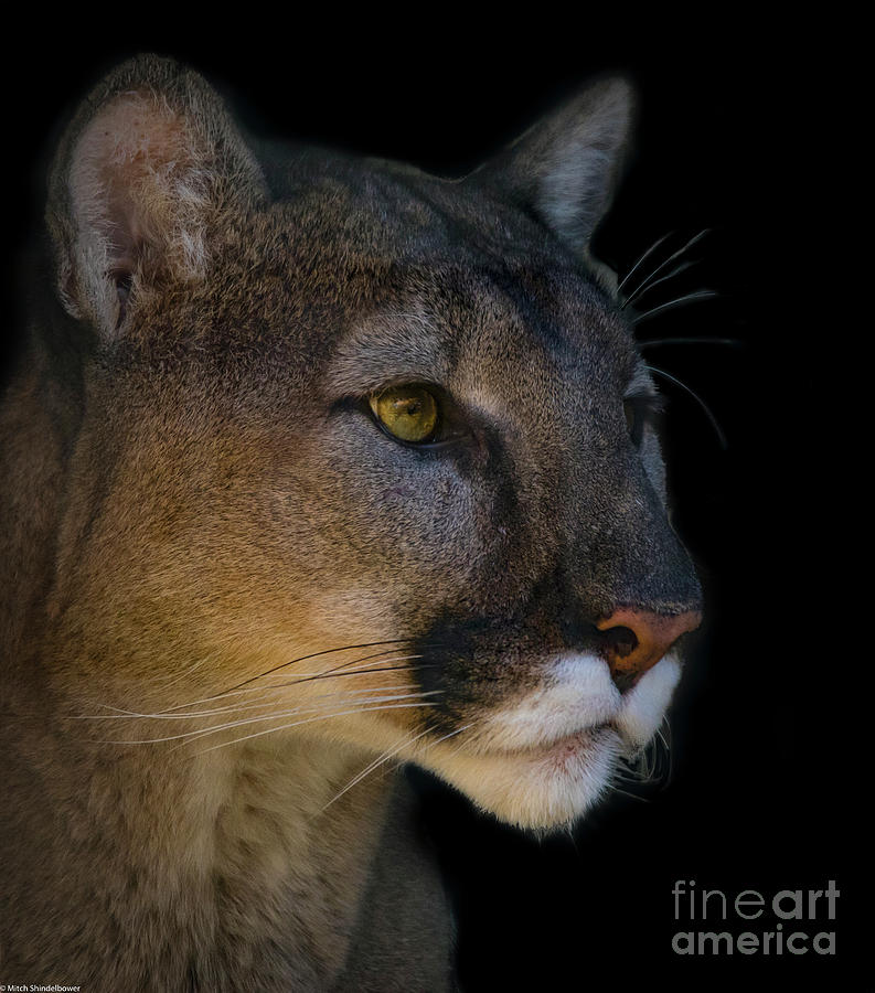 Cougar On Black Photograph by Mitch Shindelbower