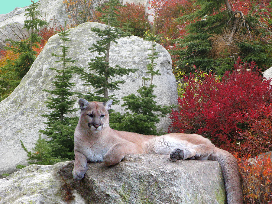 Cougar on Rock Photograph by Robert Bissett