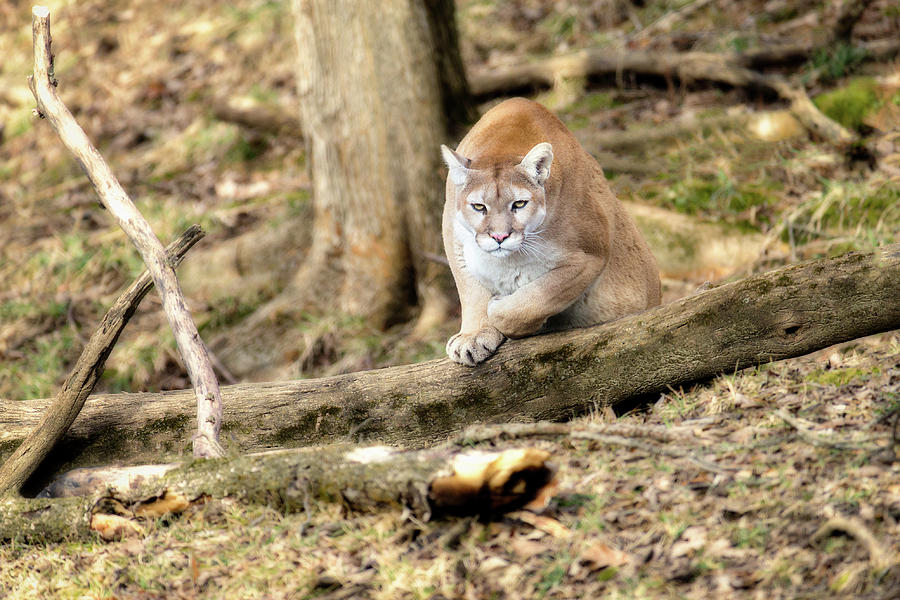 Cougar on the Move Photograph by Todd Ryburn