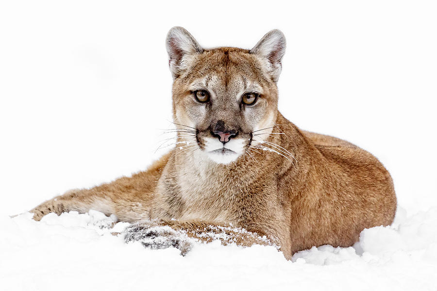 Cougar On White Photograph by Wes and Dotty Weber