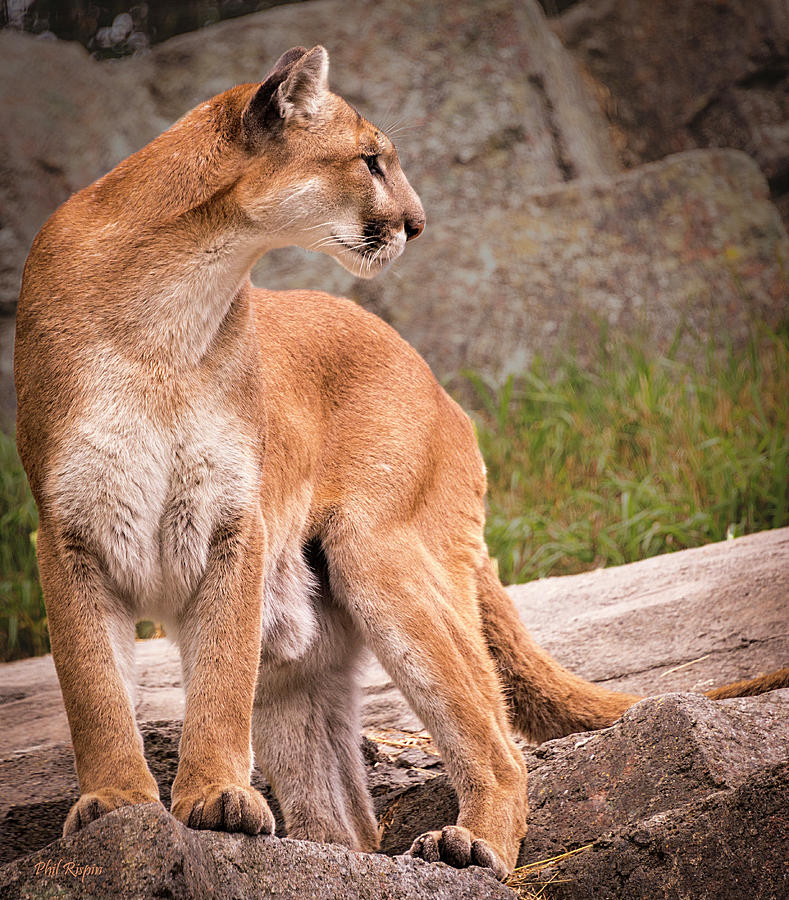 Animal Photograph - Cougar by Phil And Karen Rispin
