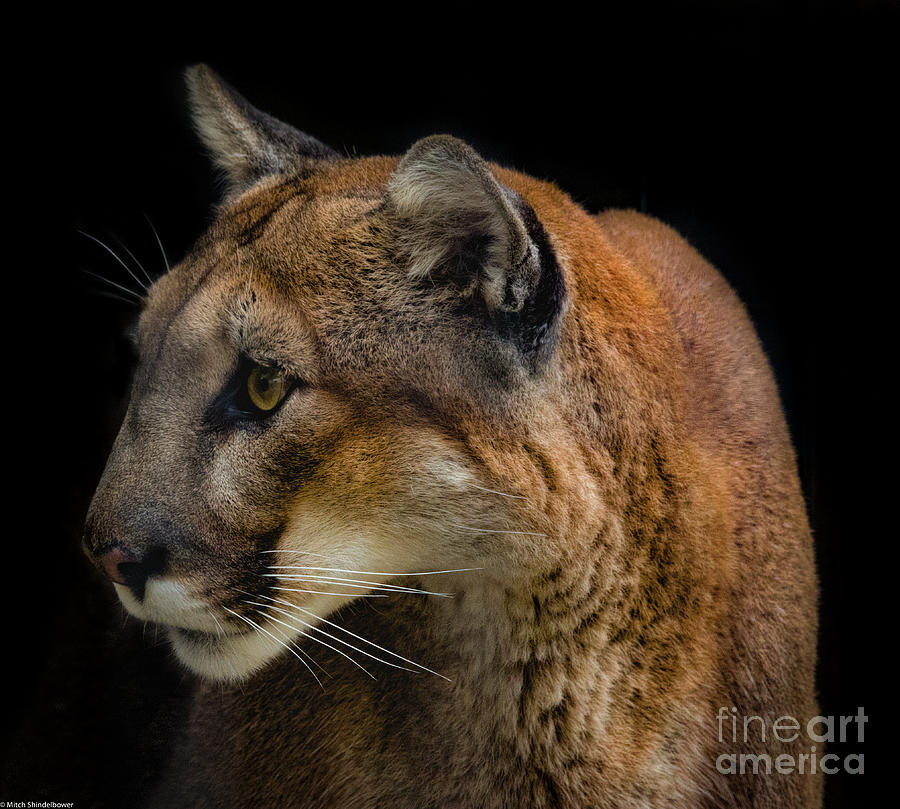 Cougar Portrait 4 Photograph by Mitch Shindelbower