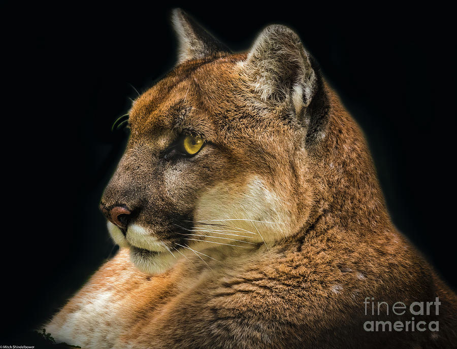 Cougar Portrait Photograph by Mitch Shindelbower