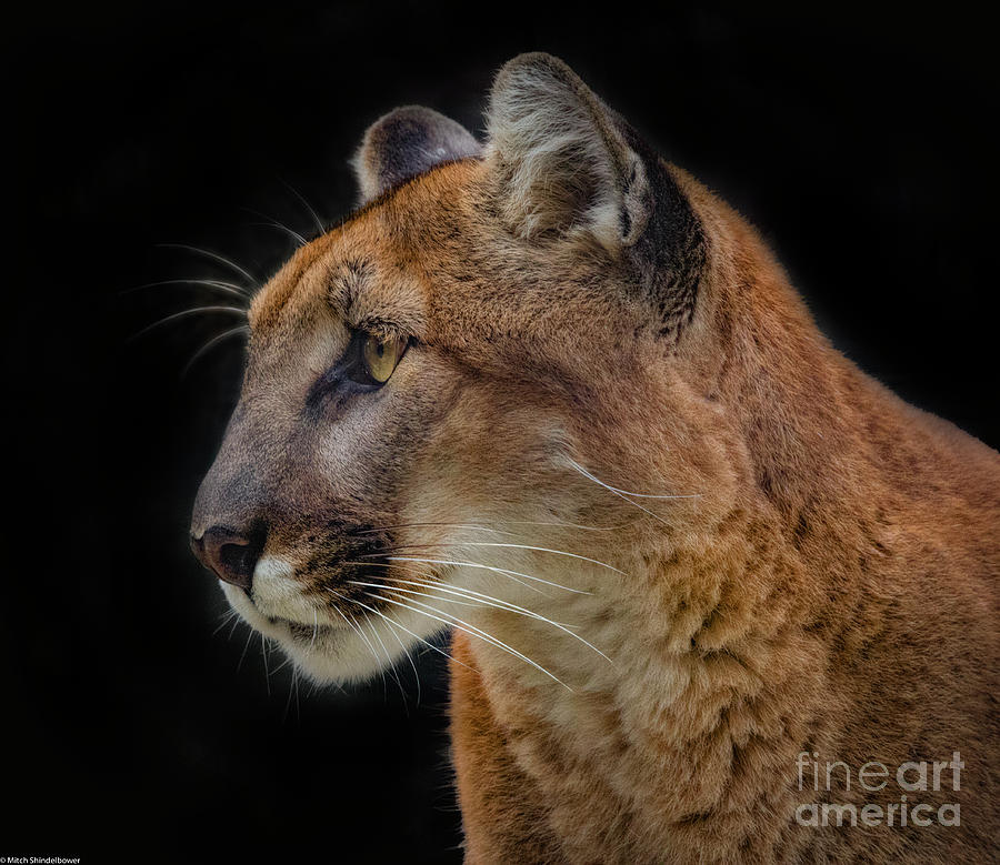 Cougar Profile Photograph by Mitch Shindelbower