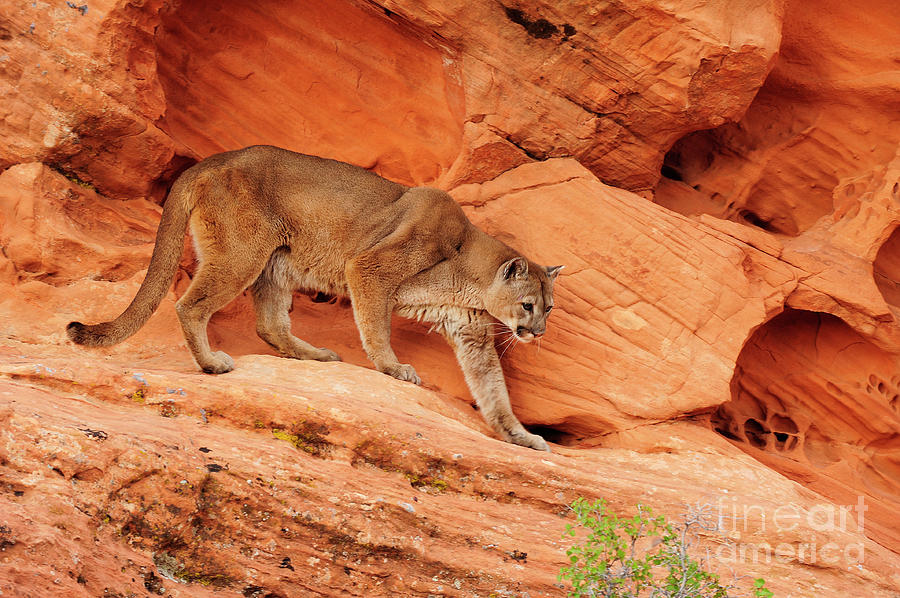 Cougar Prowling Photograph by Dennis Hammer