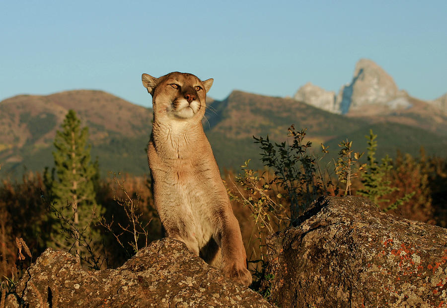 Cougar Photograph by Ronnie And Frances Howard