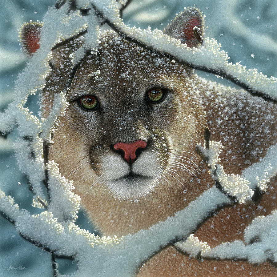 Cougar - Silelnt Encounter Painting by Collin Bogle