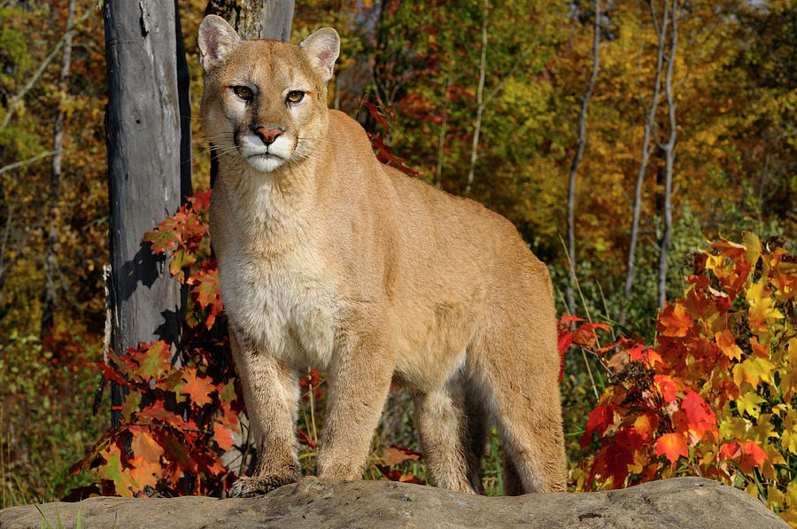 Cougar Staring While Standing On A Rock In An Autumn Forest With