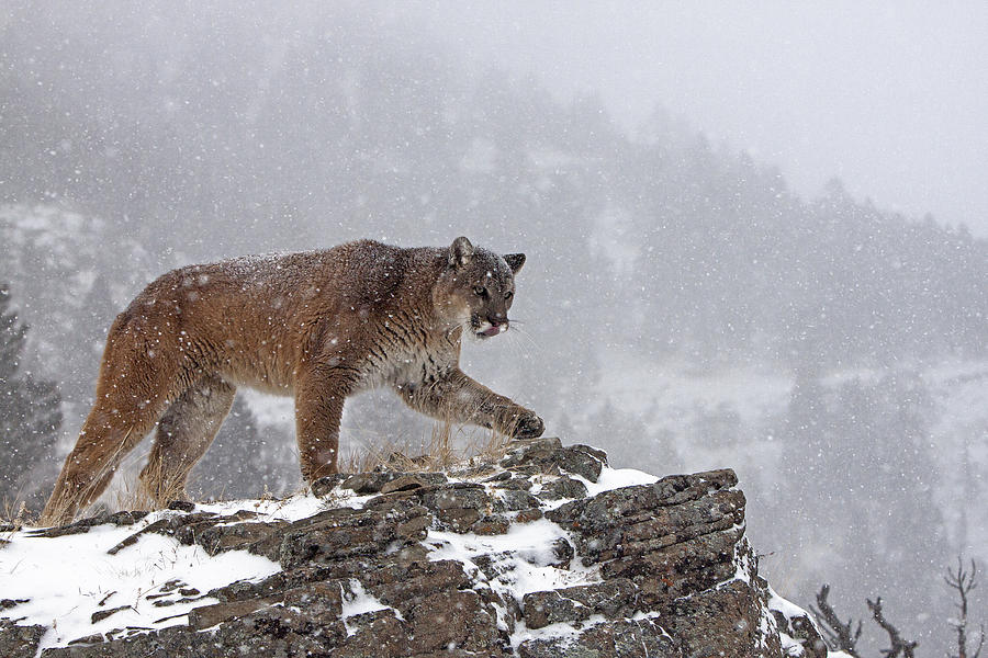 Cougar stepping out Photograph by Jenny Hibbert - Pixels