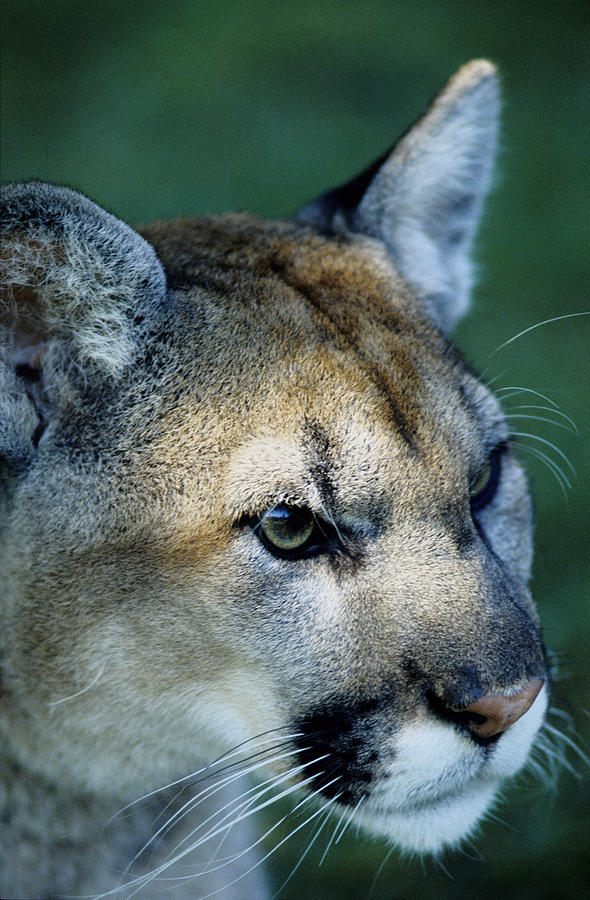 Cougar Photograph by Steve Somerville
