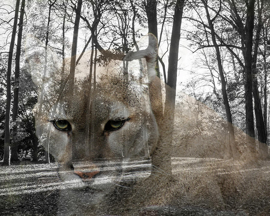 Panther Digital Art - Cougar, The Cunning One by M Three Photos