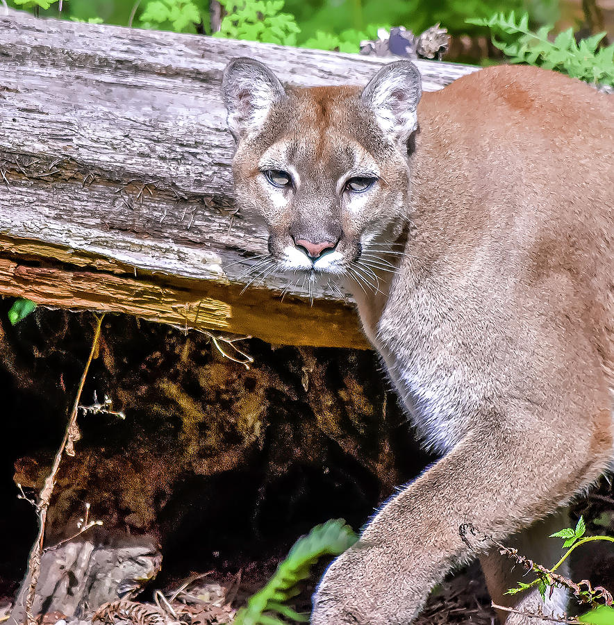 Cougar Photograph by Timothy Anable