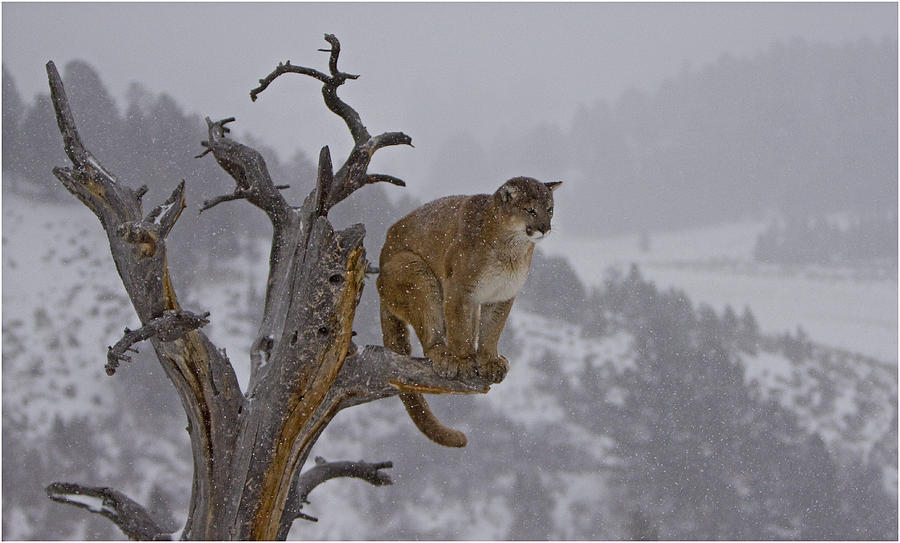 Cougar viewing his domain Photograph by Jenny Hibbert - Fine Art America