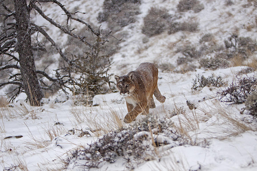 Cougar walking in the snow Photograph by Jenny Hibbert - Pixels