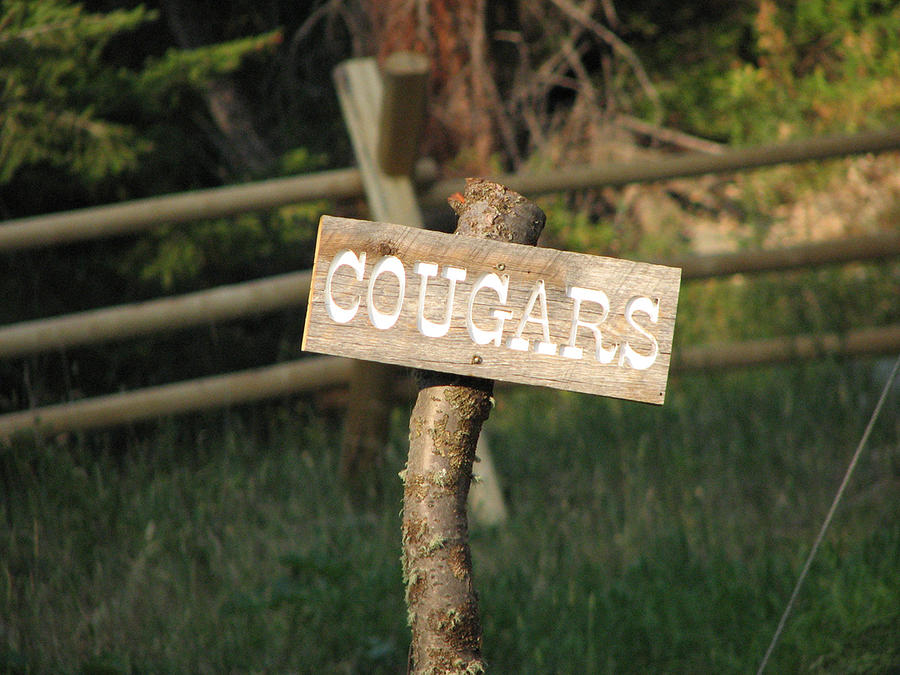 Cougars Photograph by Creative Solutions RipdNTorn