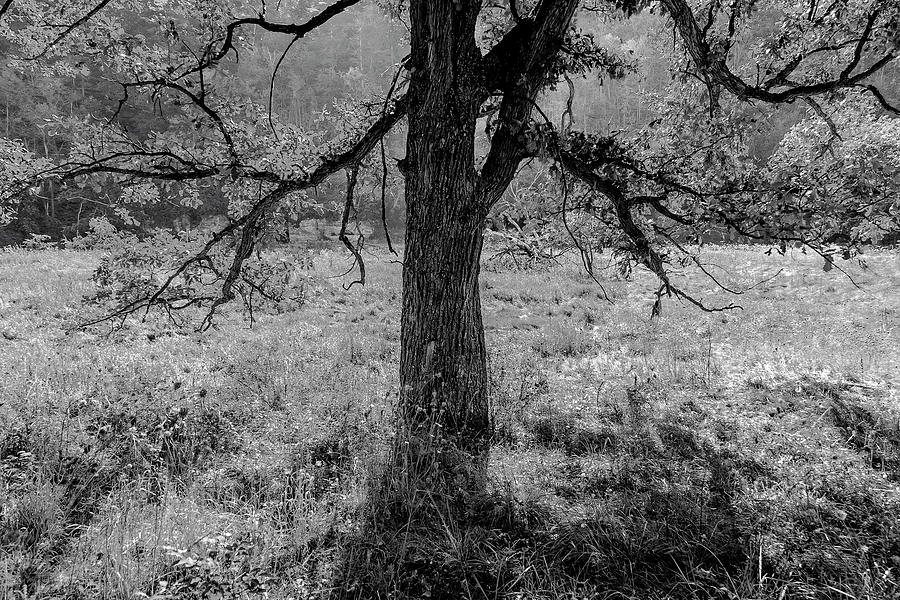 Coulee Oak Photograph by Mark Mille