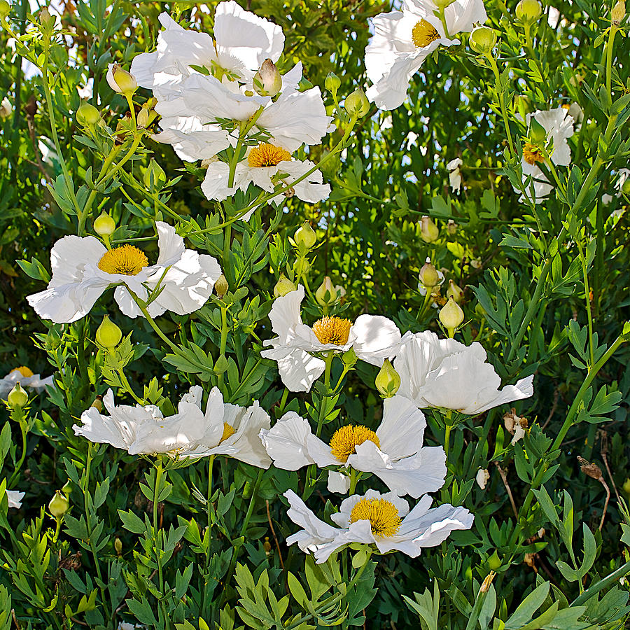 Coulters Matilija Poppies along Monterey Bay Coastal Trail-California    Photograph by Ruth Hager
