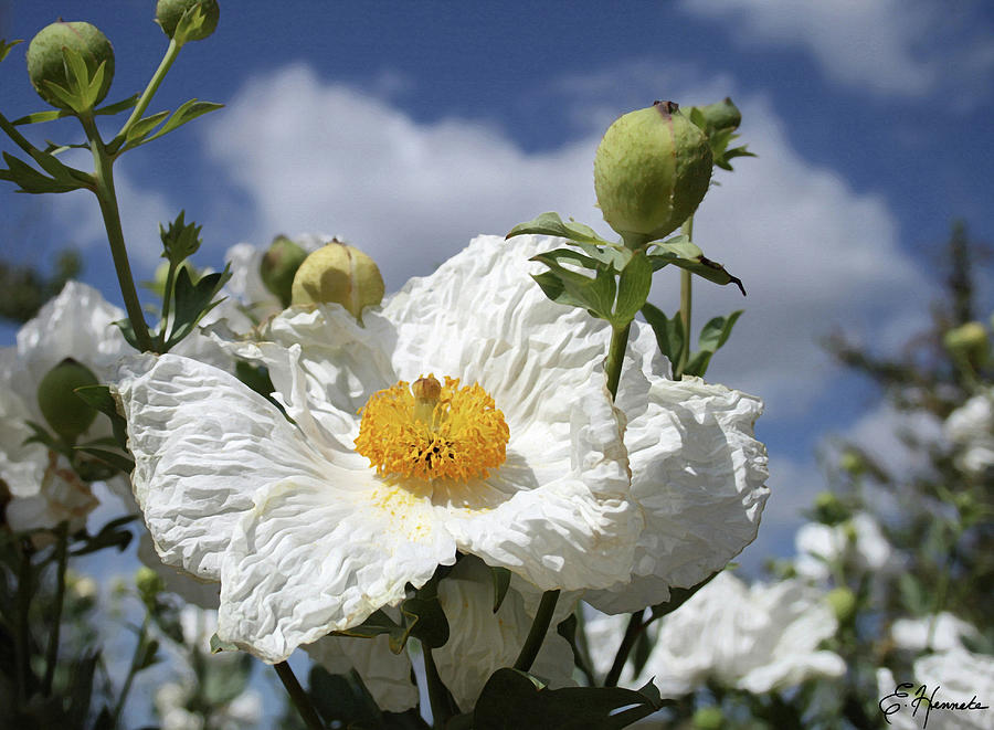 Coulters Matilija Poppies Painting