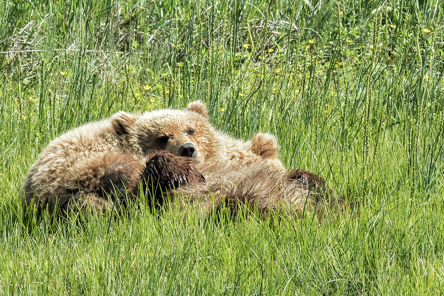 Counting Salmon - Bear Cubs, No. 3 Photograph by Belinda Greb