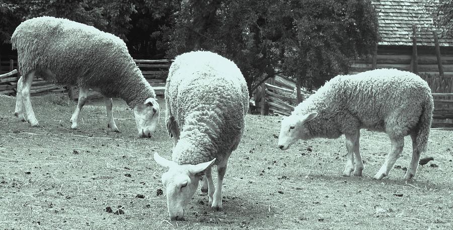 Counting Sheep Photograph by Ian  MacDonald