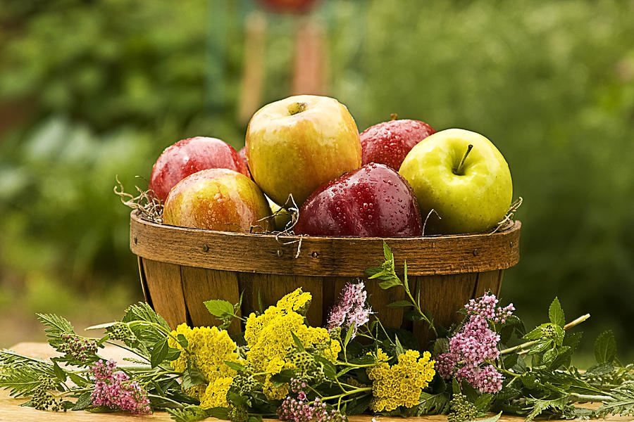 Country Basket of Apples Photograph by Trudy Wilkerson