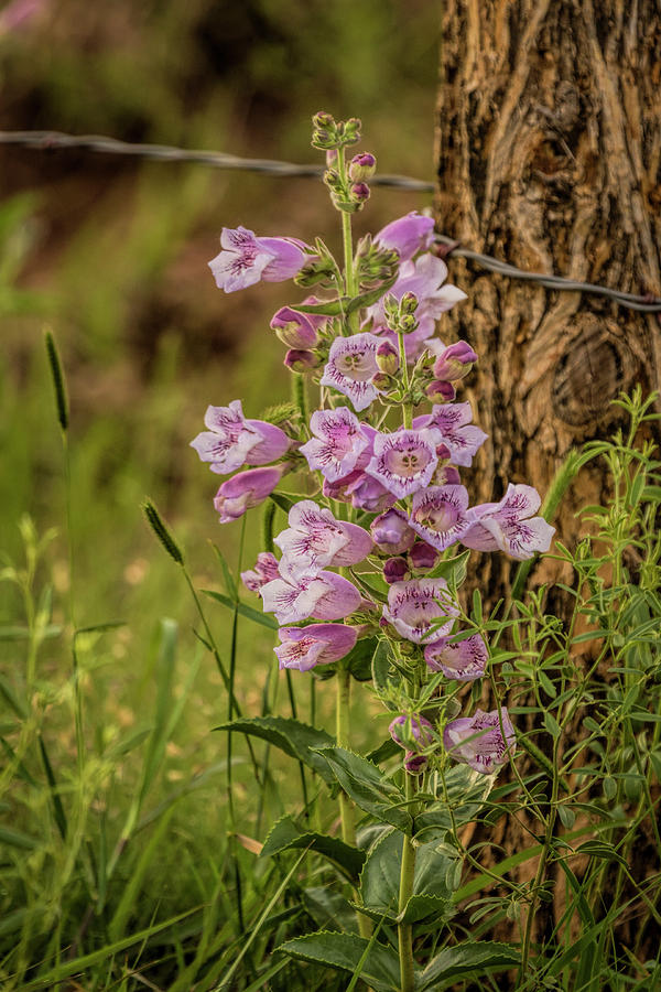 Nature Photograph - Country Bouquet by Scott Bean