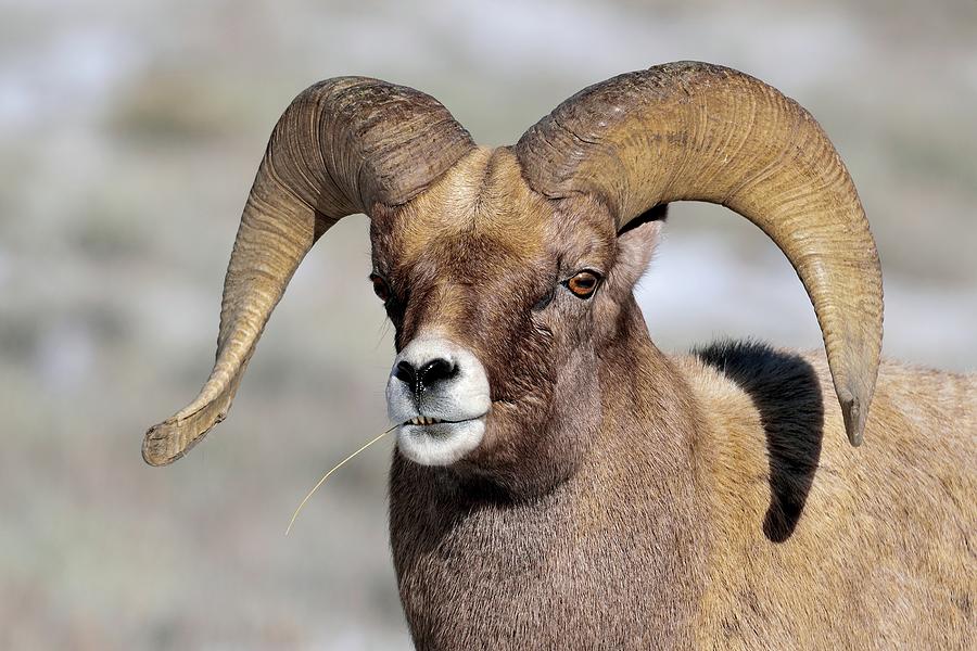 Country Boy Ram Photograph by Michael Morse - Fine Art America