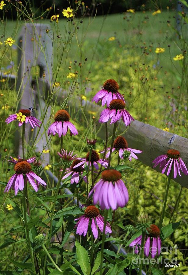 Sunflower Photograph - Country Coneflowers by Dodie Ulery